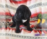 Small #1 Labrador Retriever