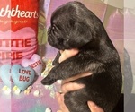 Small Photo #31 Pug Puppy For Sale in MOUNT WASHINGTON, KY, USA