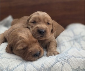Golden Irish-Golden Retriever Mix Puppy for sale in EUREKA, IL, USA