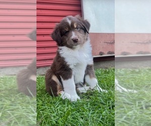 Miniature Australian Shepherd Puppy for sale in HOLDINGFORD, MN, USA