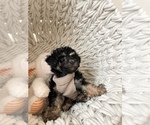 Small Photo #6 Poodle (Toy) Puppy For Sale in VIRGINIA BEACH, VA, USA