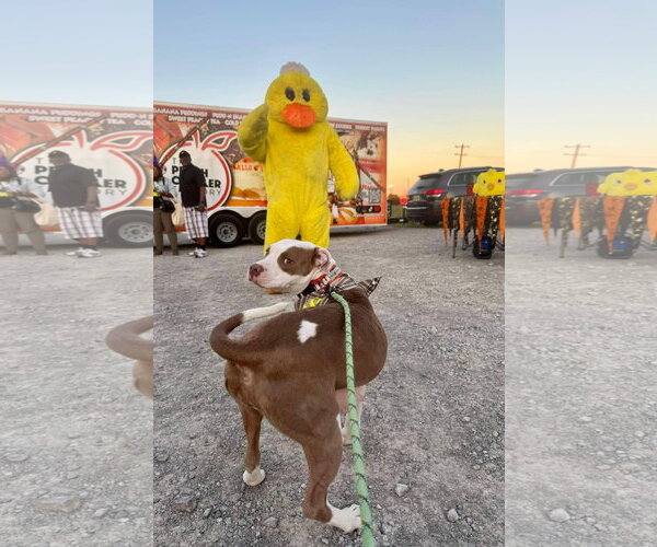 Medium Photo #6 American Pit Bull Terrier-Unknown Mix Puppy For Sale in Germantown, OH, USA