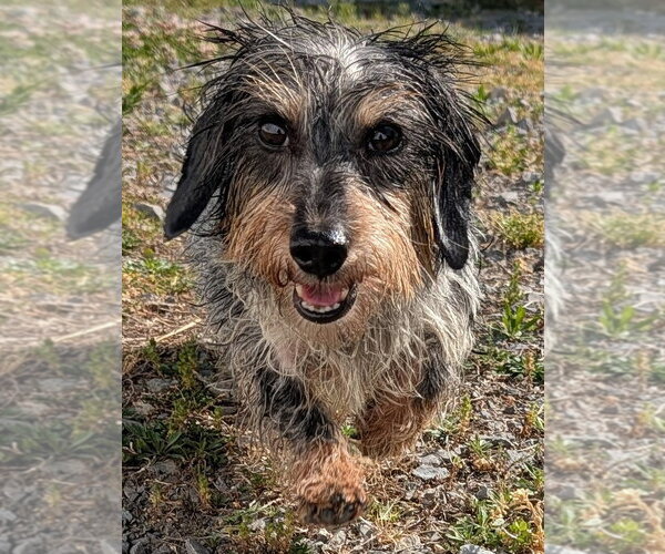 Medium Photo #2 Dachshund Puppy For Sale in Shelbyville, TN, USA