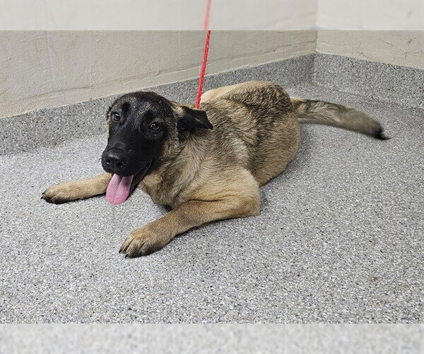 Medium Photo #1 Mutt Puppy For Sale in Pasadena, TX, USA