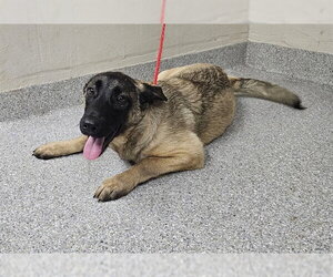 Mutt Dogs for adoption in Pasadena, TX, USA