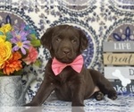 Small Photo #2 Labrador Retriever Puppy For Sale in LANCASTER, PA, USA