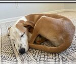 Small Photo #3 Italian Greyhound-Whippet Mix Puppy For Sale in Columbus, IN, USA