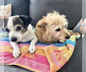 Mutt Dogs for adoption in Royal Palm Beach, FL, USA