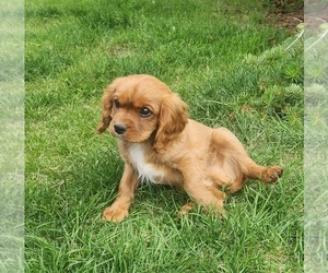 Cavalier King Charles Spaniel Puppy for sale in LOGAN, UT, USA