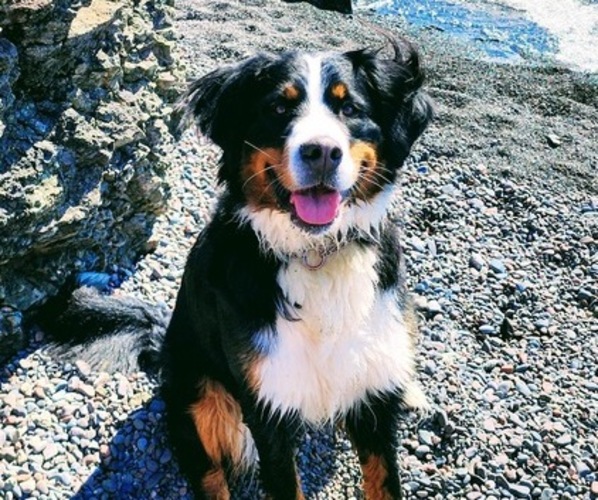 Medium Photo #1 Bernese Mountain Dog Puppy For Sale in SUPERIOR, WI, USA