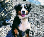 Small Photo #1 Bernese Mountain Dog Puppy For Sale in SUPERIOR, WI, USA
