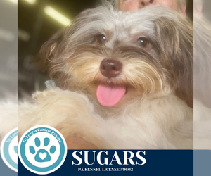 Pomeranian-Unknown Mix Dogs for adoption in Kimberton, PA, USA