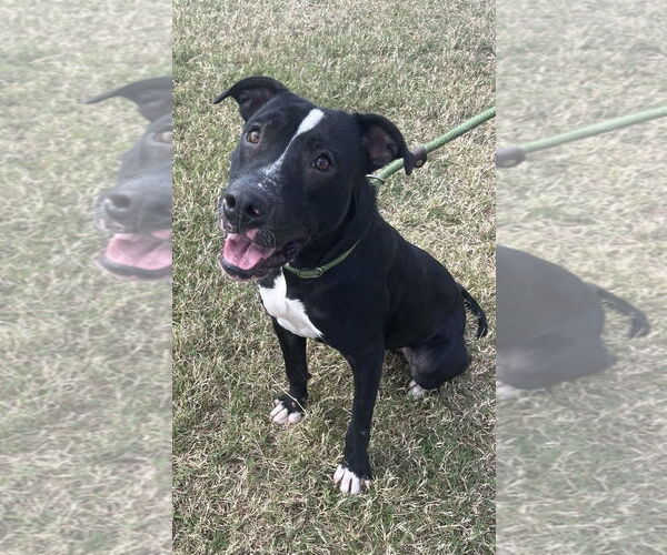 Medium Photo #2 American Staffordshire Terrier-Staffordshire Bull Terrier Mix Puppy For Sale in Oakhurst, NJ, USA