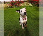 Small #4 American Pit Bull Terrier Mix