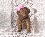 Small Photo #1 Aussie-Poo Puppy For Sale in LANCASTER, PA, USA