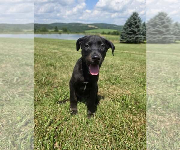 Medium Photo #8 Labrador Retriever-Unknown Mix Puppy For Sale in SHERBURNE, NY, USA