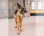 Small #7 German Shepherd Dog Mix