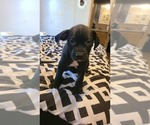 Small Photo #1 American Pit Bull Terrier Puppy For Sale in NORTH LEWISBURG, OH, USA