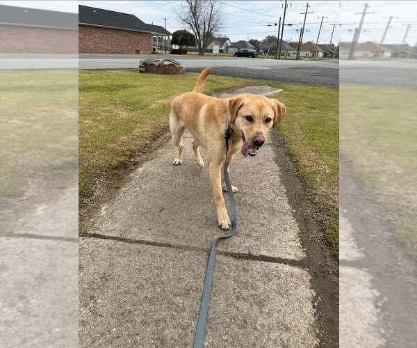 Medium Photo #2 Labrador Retriever-Unknown Mix Puppy For Sale in Boston, MA, USA