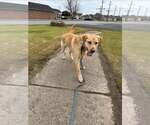 Small #1 Labrador Retriever Mix