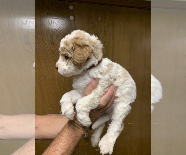 Medium Photo #7 Goldendoodle (Miniature) Puppy For Sale in BRKN ARW, OK, USA