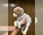 Small Photo #7 Goldendoodle (Miniature) Puppy For Sale in BRKN ARW, OK, USA