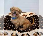 Small #3 Shih Tzu