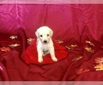 Small Photo #19 Goldendoodle Puppy For Sale in N HIGHLANDS, CA, USA