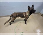Small #1 Mutt