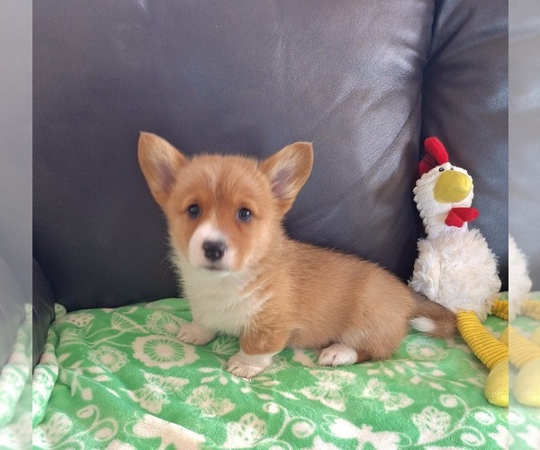 Medium Photo #2 Pembroke Welsh Corgi Puppy For Sale in ARROYO GRANDE, CA, USA