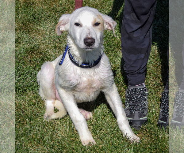 Medium Photo #4 Great Pyrenees-Unknown Mix Puppy For Sale in Huntley, IL, USA
