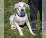 Small #3 Great Pyrenees Mix