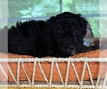 Small #7 Bernedoodle (Miniature)