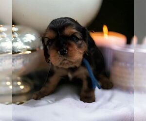Cavalier King Charles Spaniel Puppy for sale in LITTLE EGG HARBOR, NJ, USA