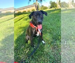 Small Photo #5 Labrador Retriever-Unknown Mix Puppy For Sale in Germantown, OH, USA