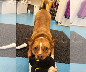 Dior - Female Shiba Inu-Unknown Mix Dog for Adoption - Photo #3