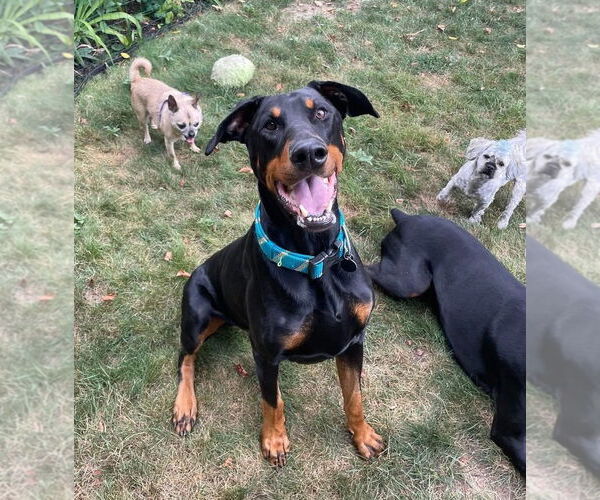 Medium Photo #3 Doberman Pinscher-Unknown Mix Puppy For Sale in Rochester, NY, USA