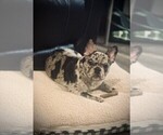 Puppy Raider French Bulldog