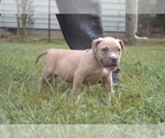 Small Photo #1 American Pit Bull Terrier Puppy For Sale in POPLAR BLUFF, MO, USA