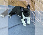 Small #6 French Bulldog Mix