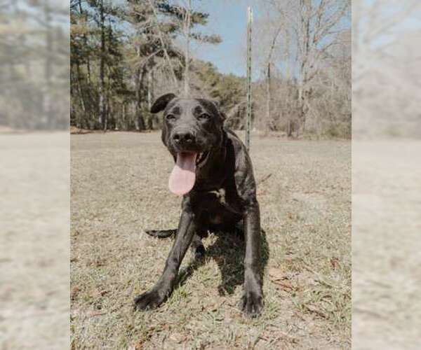 Medium Photo #3 Shepradors Puppy For Sale in Attalka, AL, USA