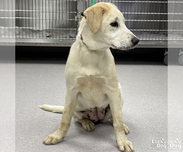 Medium Photo #3 Labrador Retriever-Unknown Mix Puppy For Sale in Washington, DC, USA