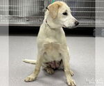 Small #2 Labrador Retriever Mix