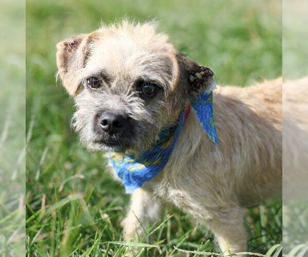 Medium Photo #1 Mutt Puppy For Sale in San Antonio, TX, USA