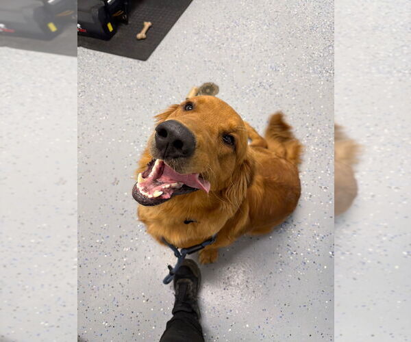 Medium Photo #2 Golden Retriever Puppy For Sale in Pierceton , IN, USA