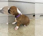 Small Photo #10 Boxer Puppy For Sale in LUCERNE VALLEY, CA, USA