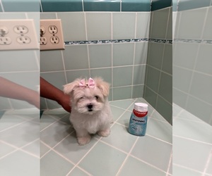 Maltese Puppy for sale in SAINT PETERSBURG, FL, USA