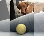 Small #1 Labrador Retriever Mix