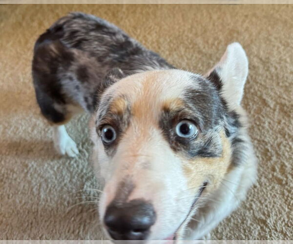 Medium Photo #2 Pembroke Welsh Corgi-Unknown Mix Puppy For Sale in Willcox, AZ, USA