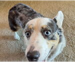 Small #1 Pembroke Welsh Corgi Mix